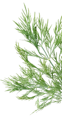 herbe aromatique